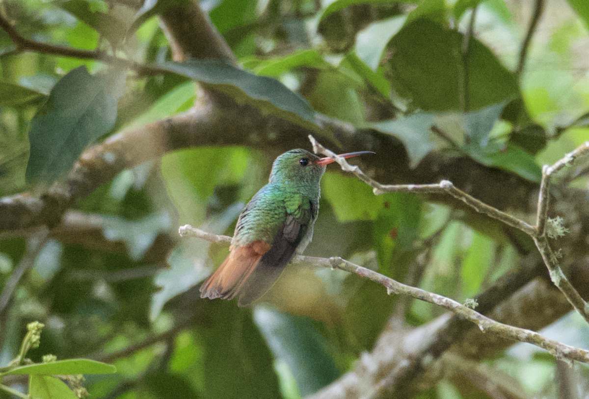 Rufous-tailed Hummingbird - ML620307131