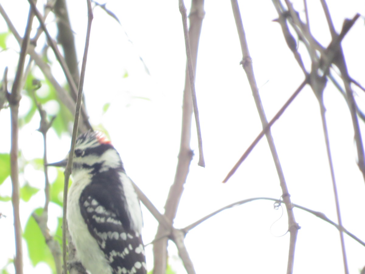 Downy Woodpecker - ML620307132