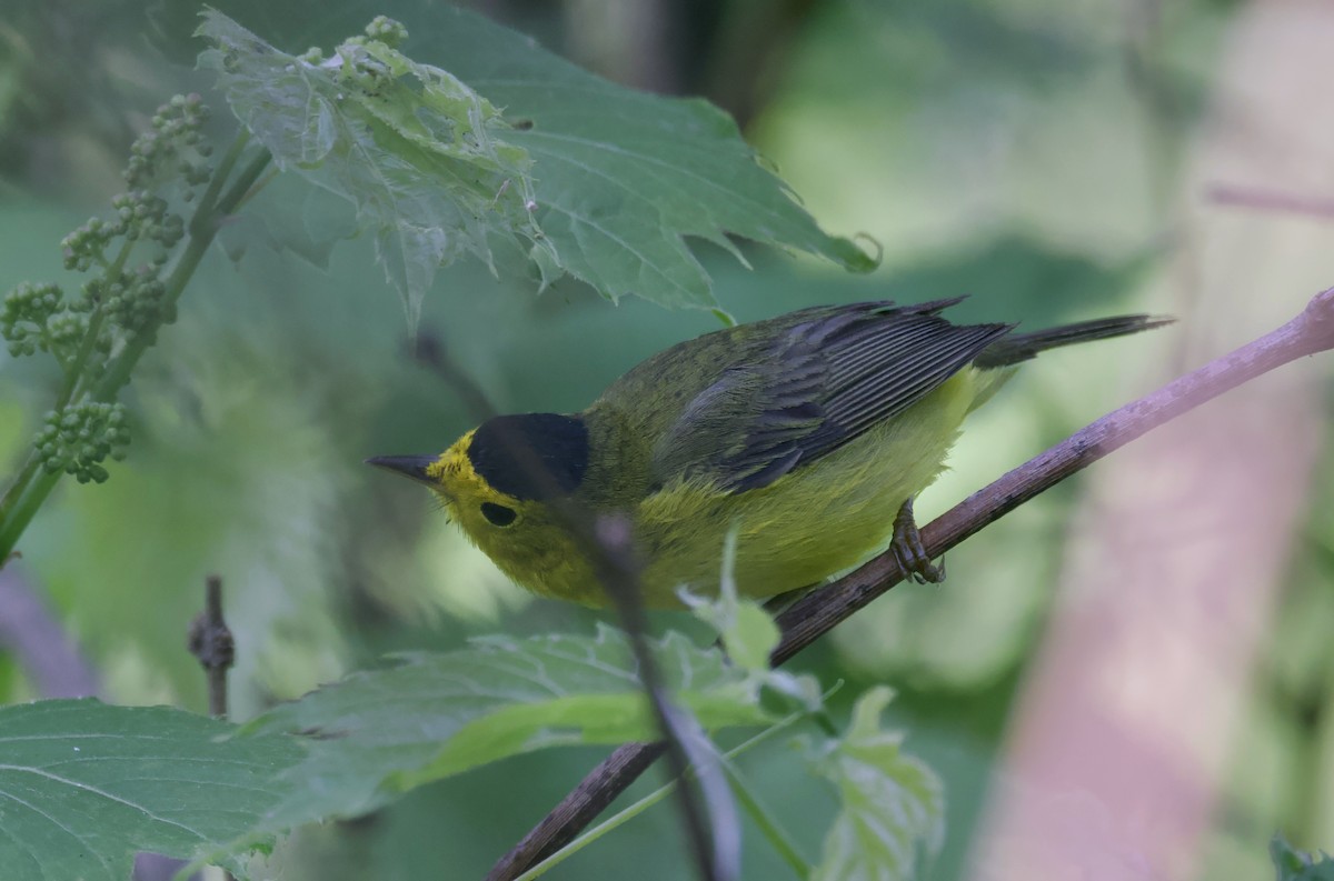 Wilson's Warbler - ML620307135