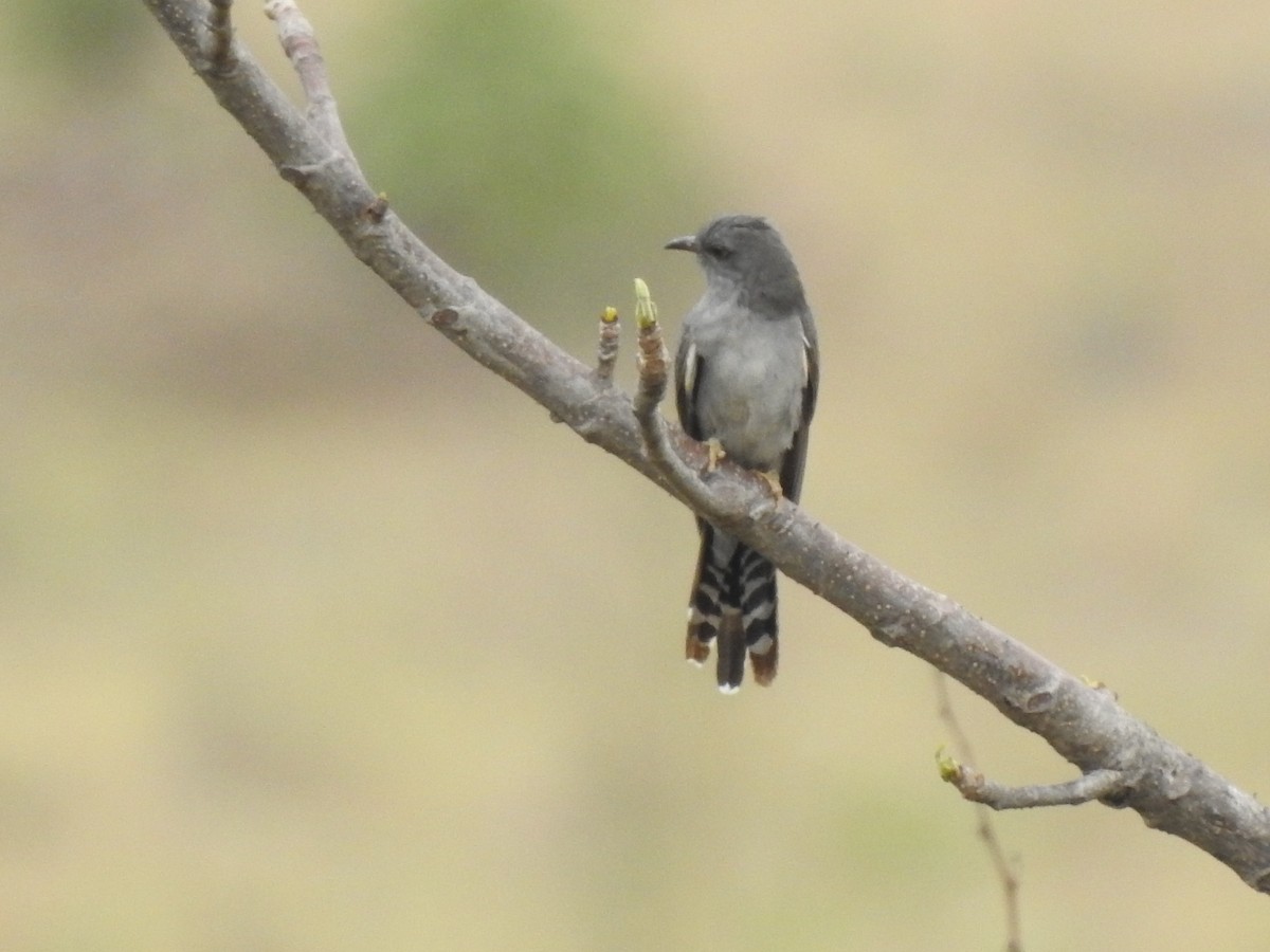 Gray-bellied Cuckoo - ML620307137