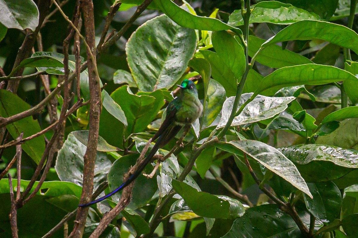 Long-tailed Sylph - Francisco Russo