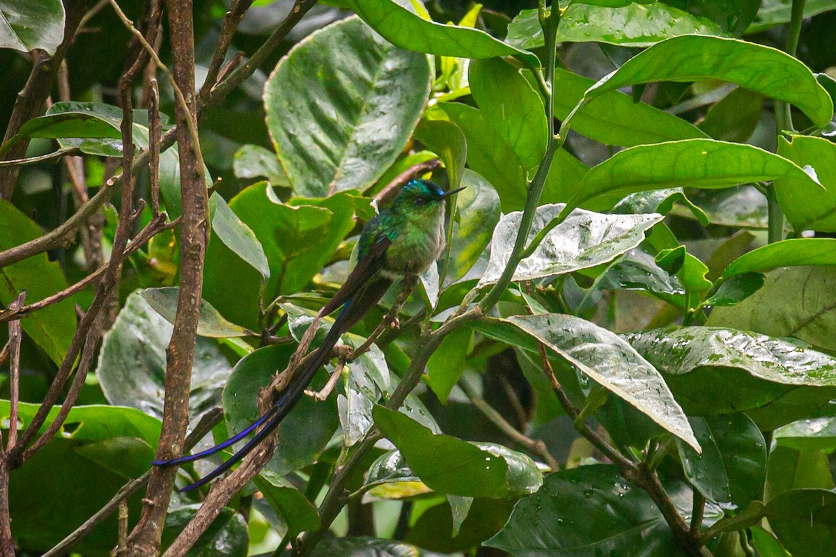Long-tailed Sylph - ML620307141