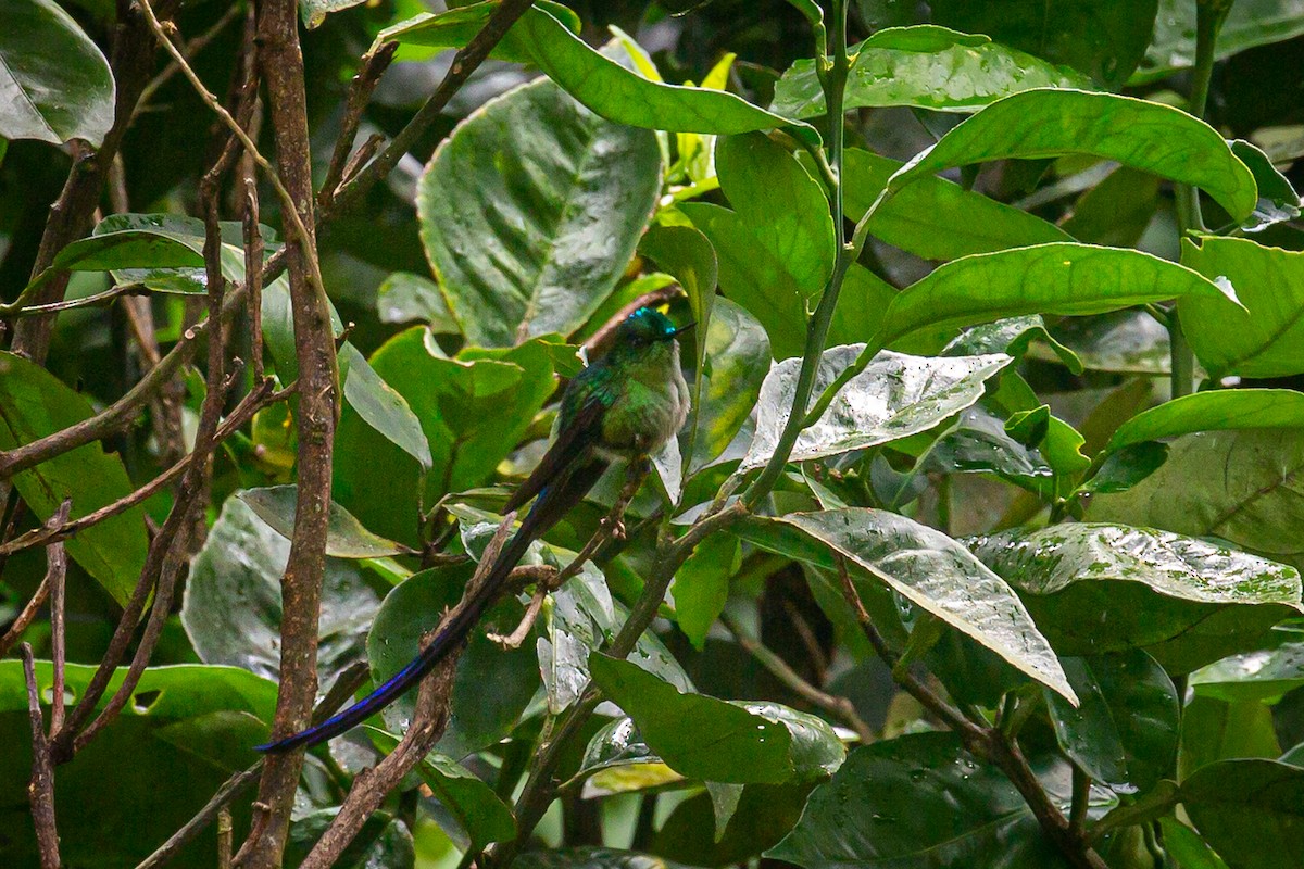 Long-tailed Sylph - ML620307142