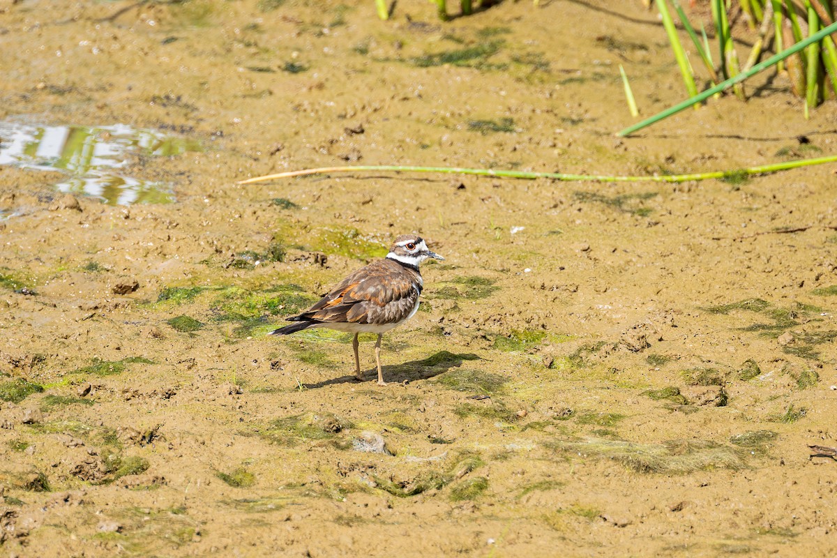 Killdeer - ML620307143