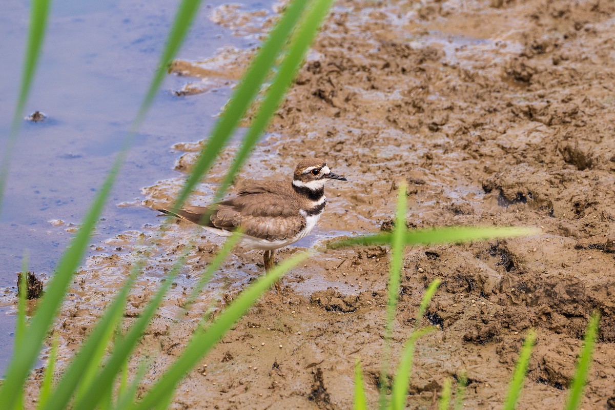 Killdeer - ML620307145