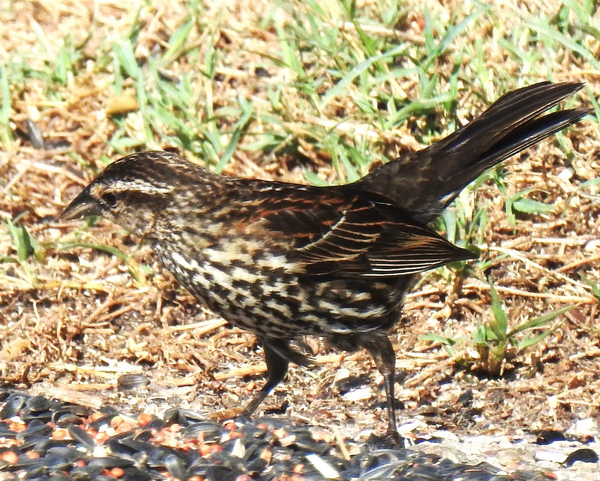 Red-winged Blackbird - ML620307146