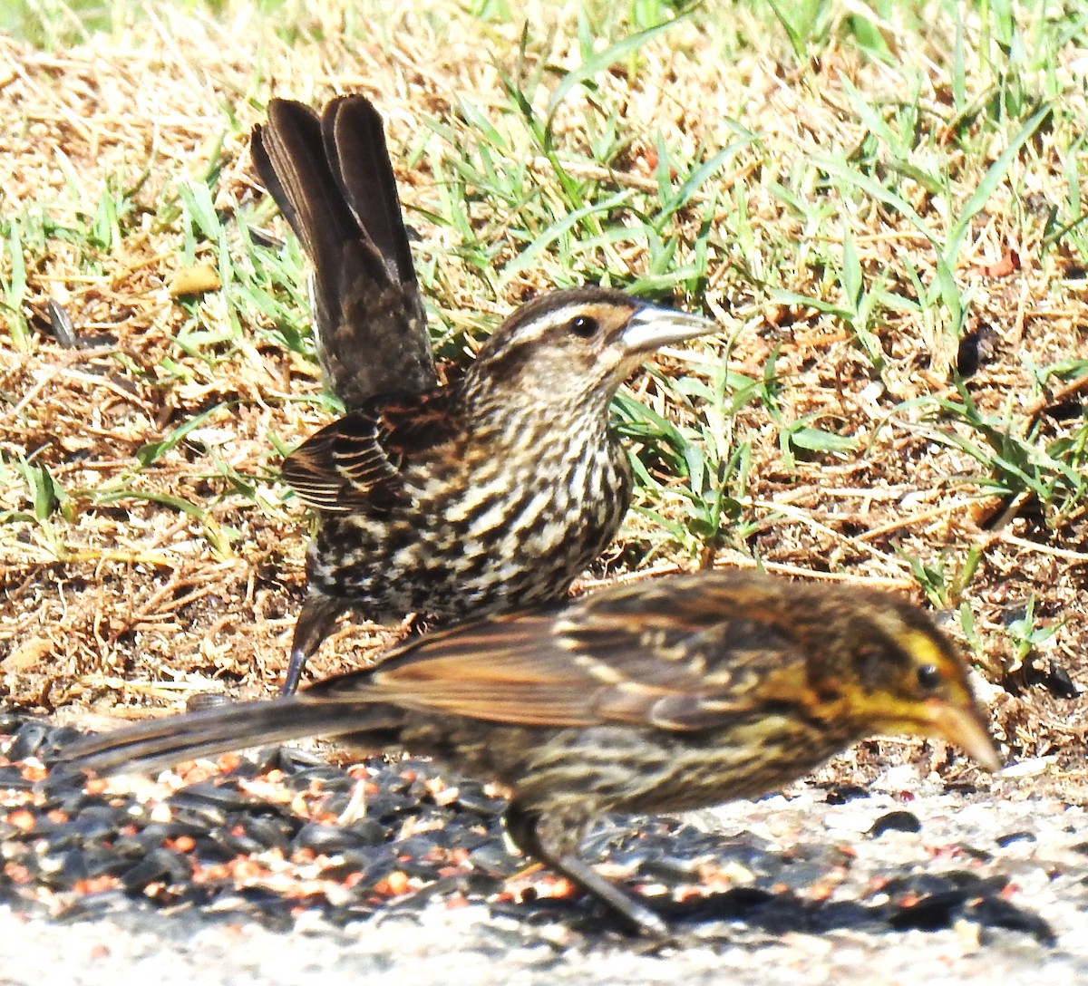 Red-winged Blackbird - ML620307147