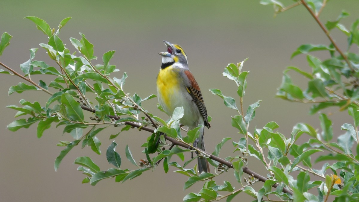 Dickcissel - ML620307152