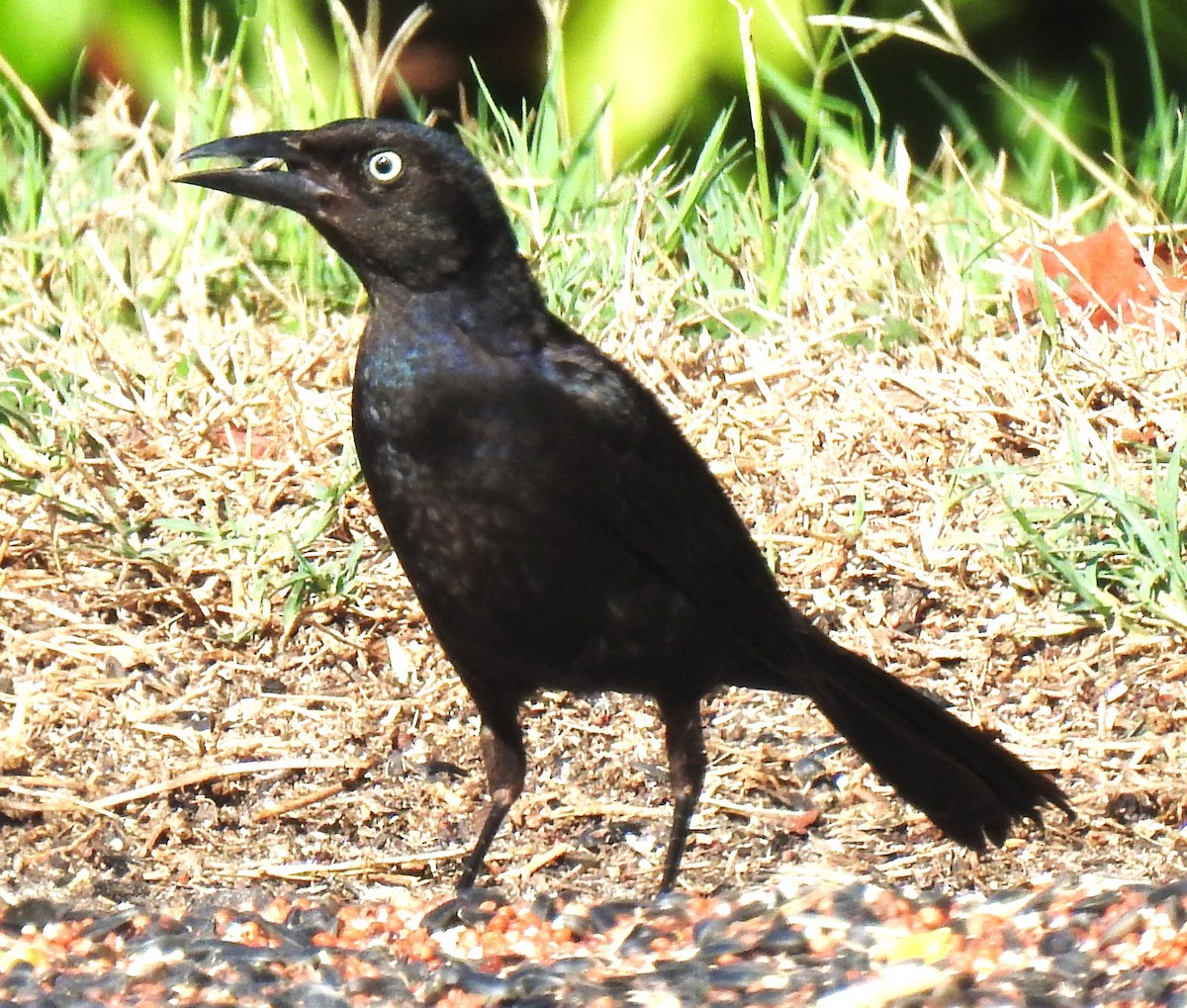 Boat-tailed Grackle - ML620307154