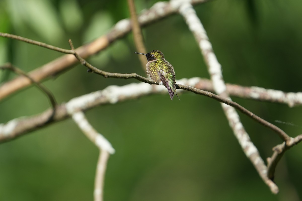 Ruby-throated Hummingbird - ML620307155