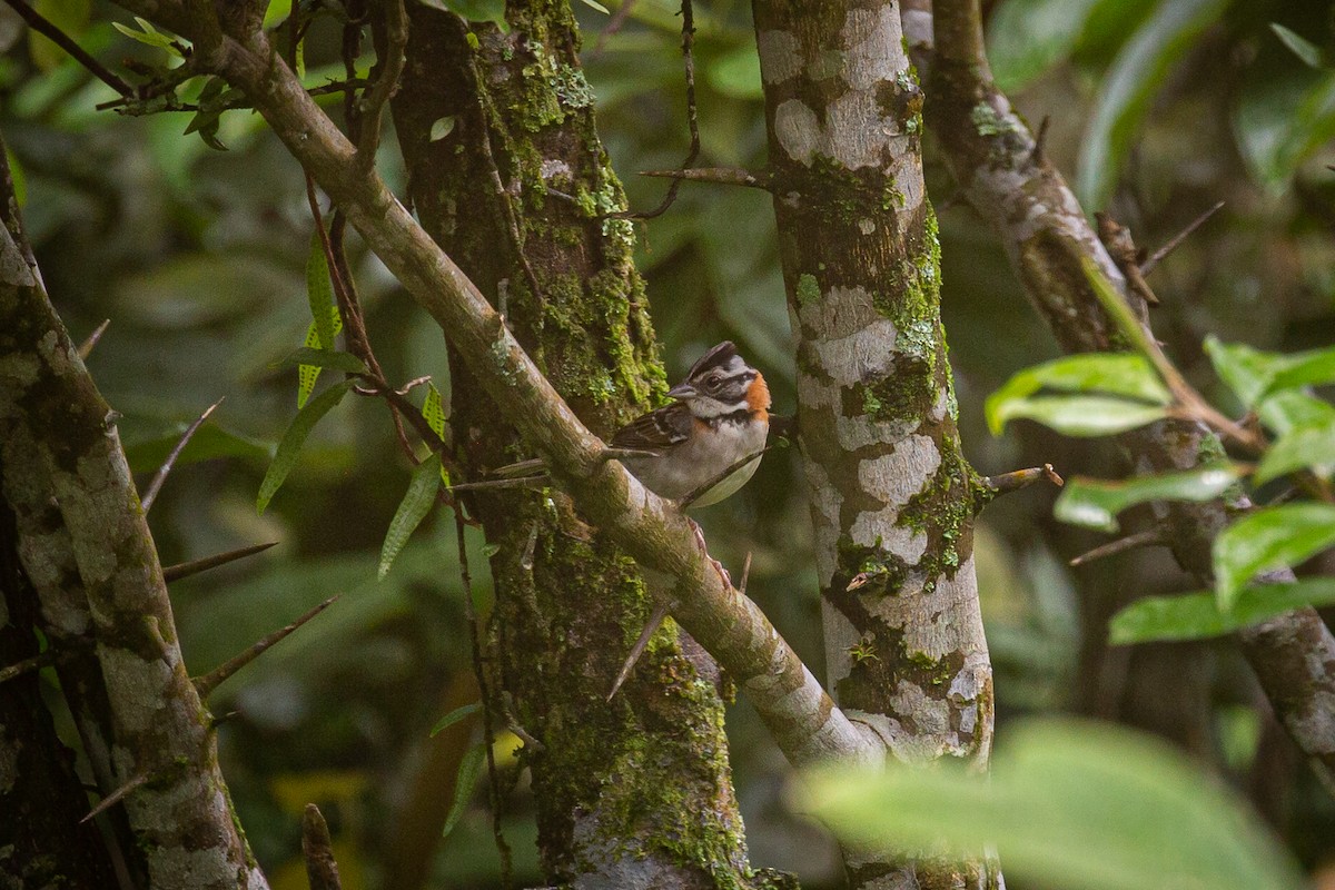 Rufous-collared Sparrow - ML620307156