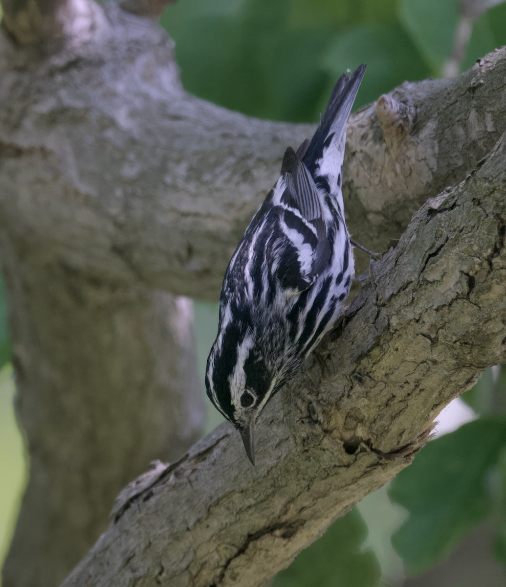 Black-and-white Warbler - ML620307160