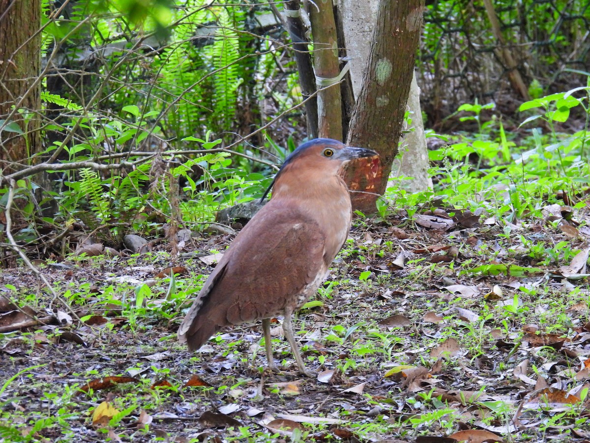 Malayan Night Heron - ML620307161