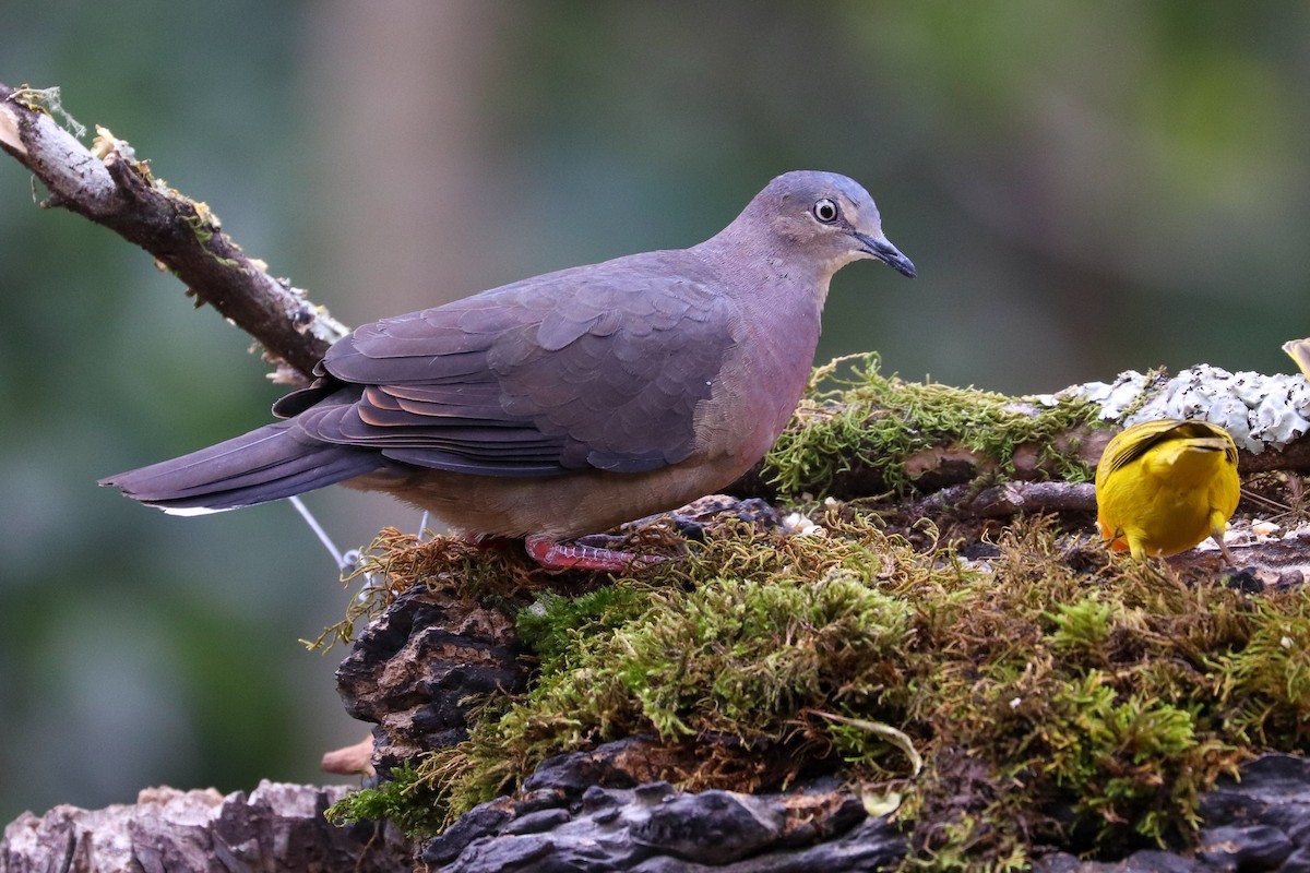 Tolima Dove - ML620307162