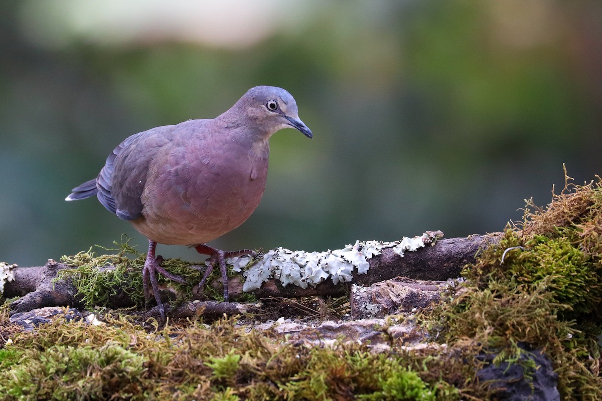 Tolima Dove - ML620307163