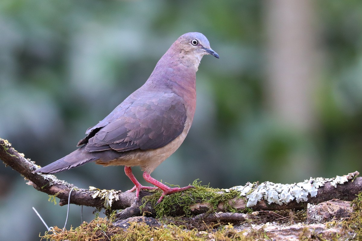 Tolima Dove - ML620307164