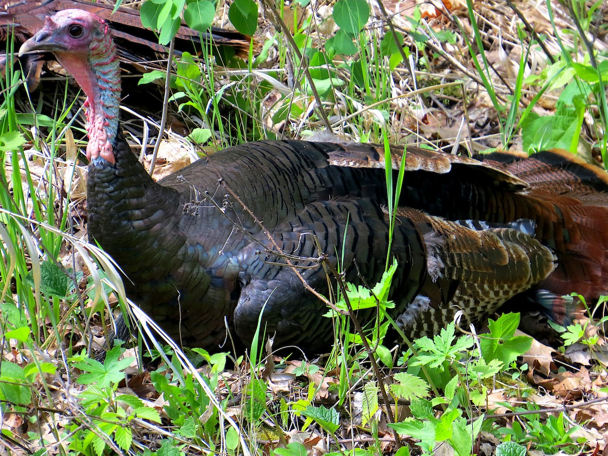 Guajolote Gallipavo - ML620307170