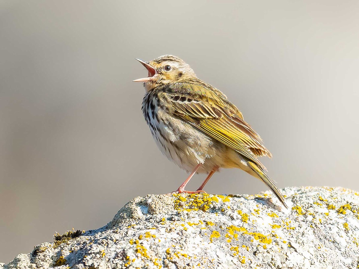 Olive-backed Pipit - ML620307174