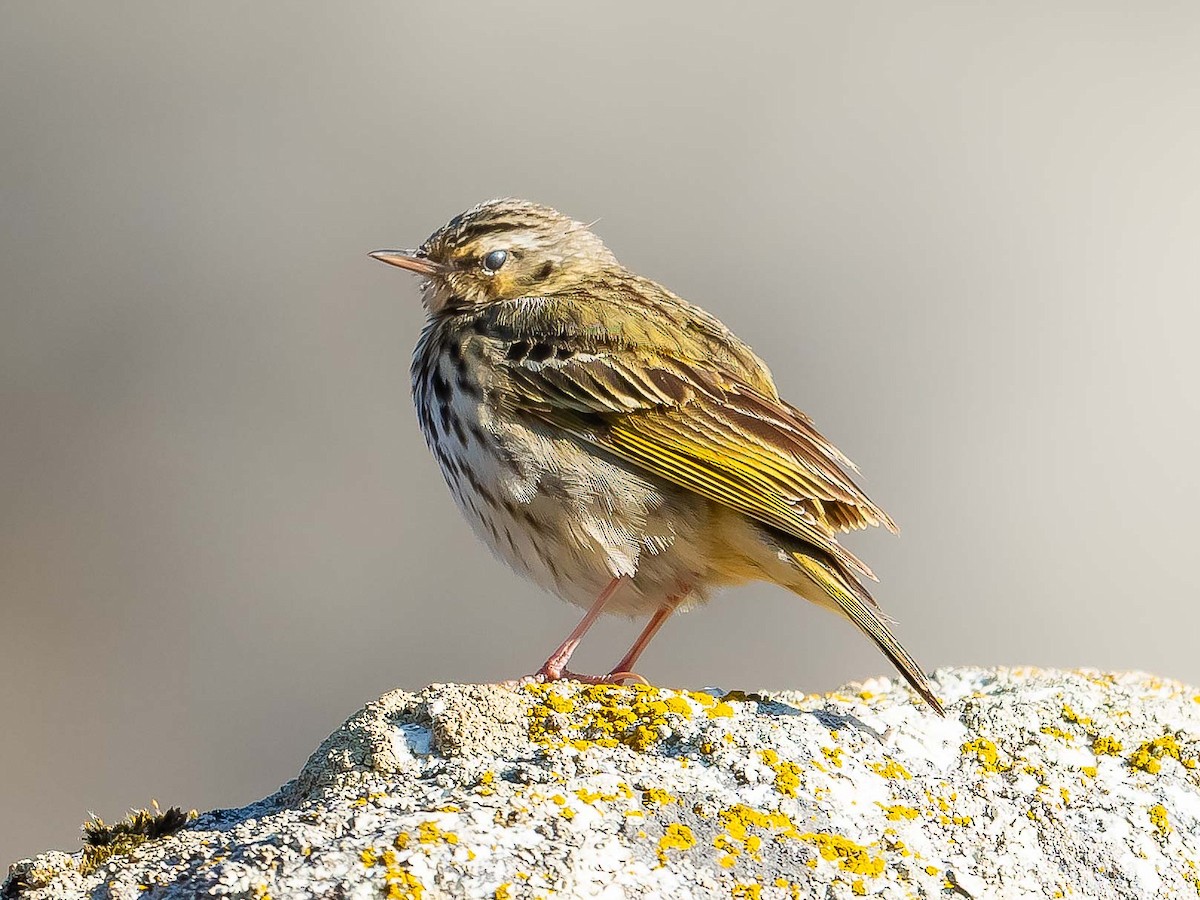 Olive-backed Pipit - ML620307175