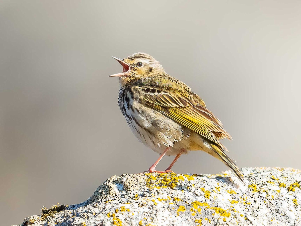 Olive-backed Pipit - ML620307176