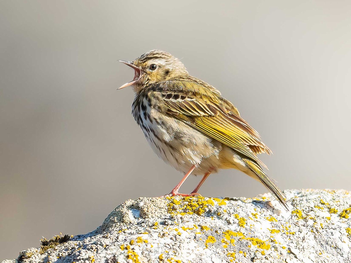 Olive-backed Pipit - ML620307177