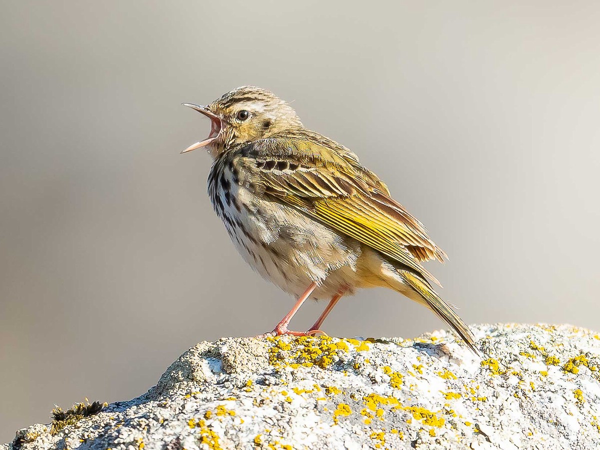 Olive-backed Pipit - ML620307178