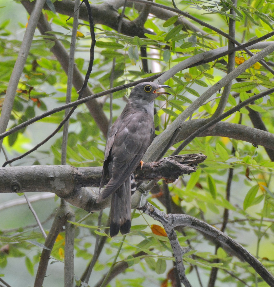 Indian Cuckoo - ML620307181