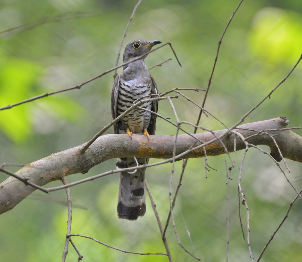 Indian Cuckoo - ML620307182