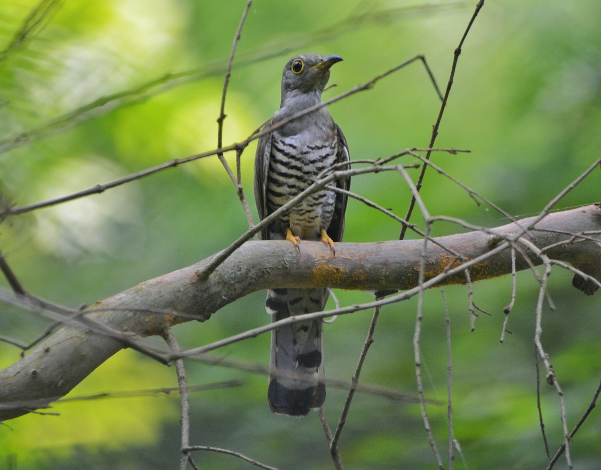 Indian Cuckoo - ML620307183