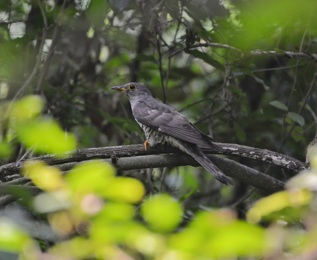 Indian Cuckoo - ML620307184