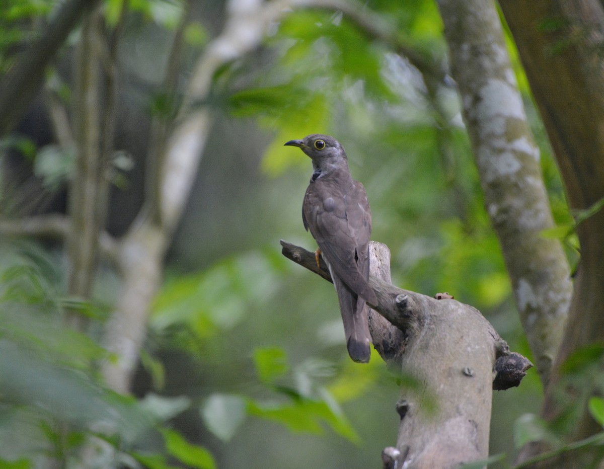 Indian Cuckoo - ML620307185