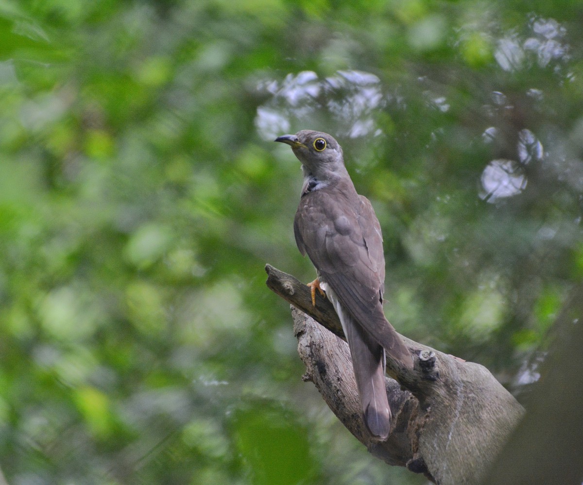 Indian Cuckoo - ML620307186