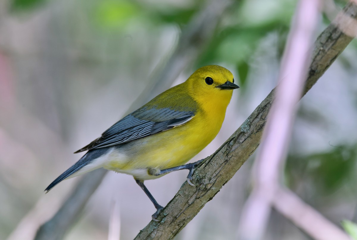 Prothonotary Warbler - ML620307187