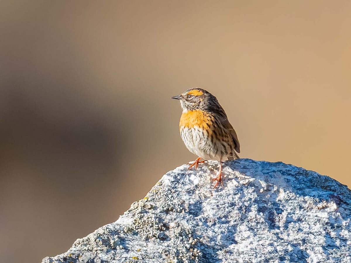 Rufous-breasted Accentor - ML620307188