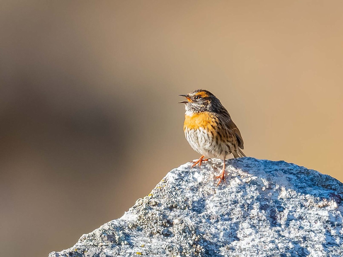 Rufous-breasted Accentor - ML620307189