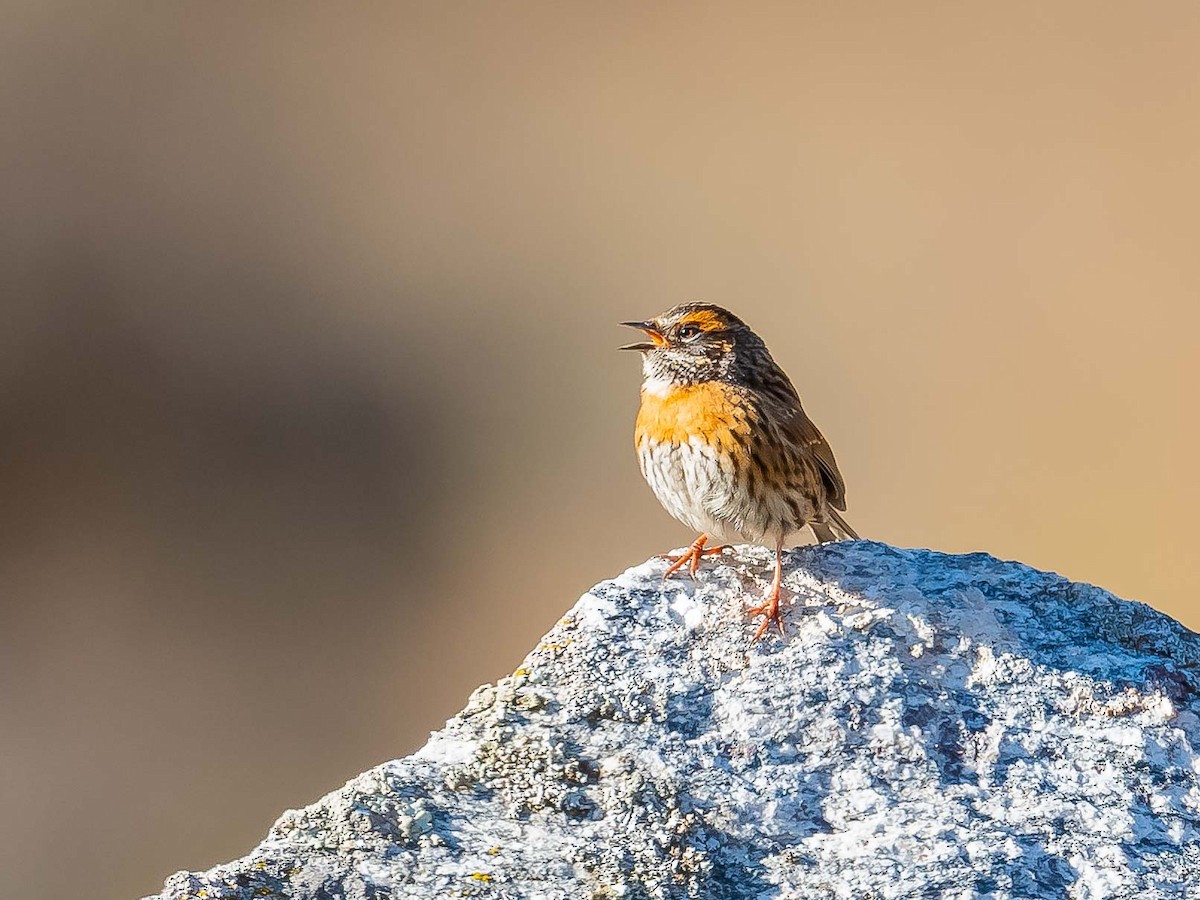 Rufous-breasted Accentor - ML620307190