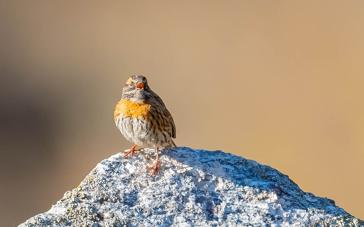 Rufous-breasted Accentor - ML620307191