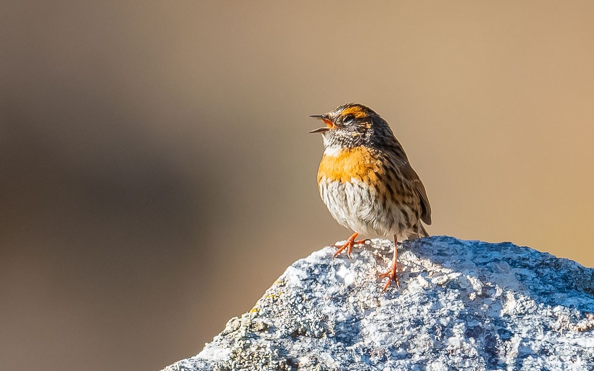 Rufous-breasted Accentor - ML620307192
