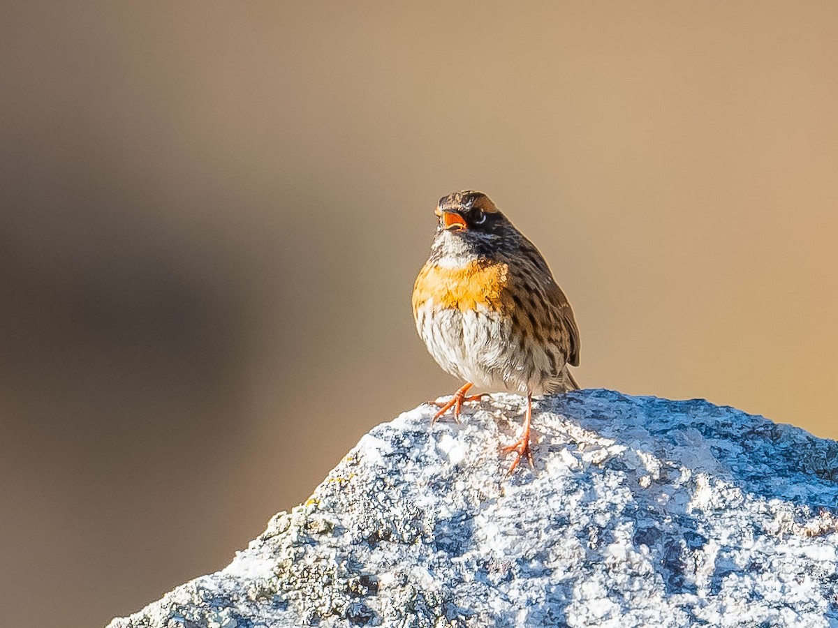 Rufous-breasted Accentor - ML620307193