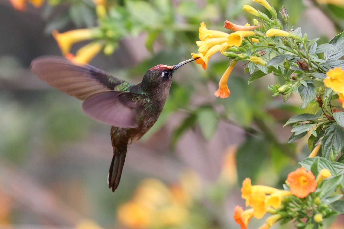 Colibrí Florido de Tolima - ML620307197