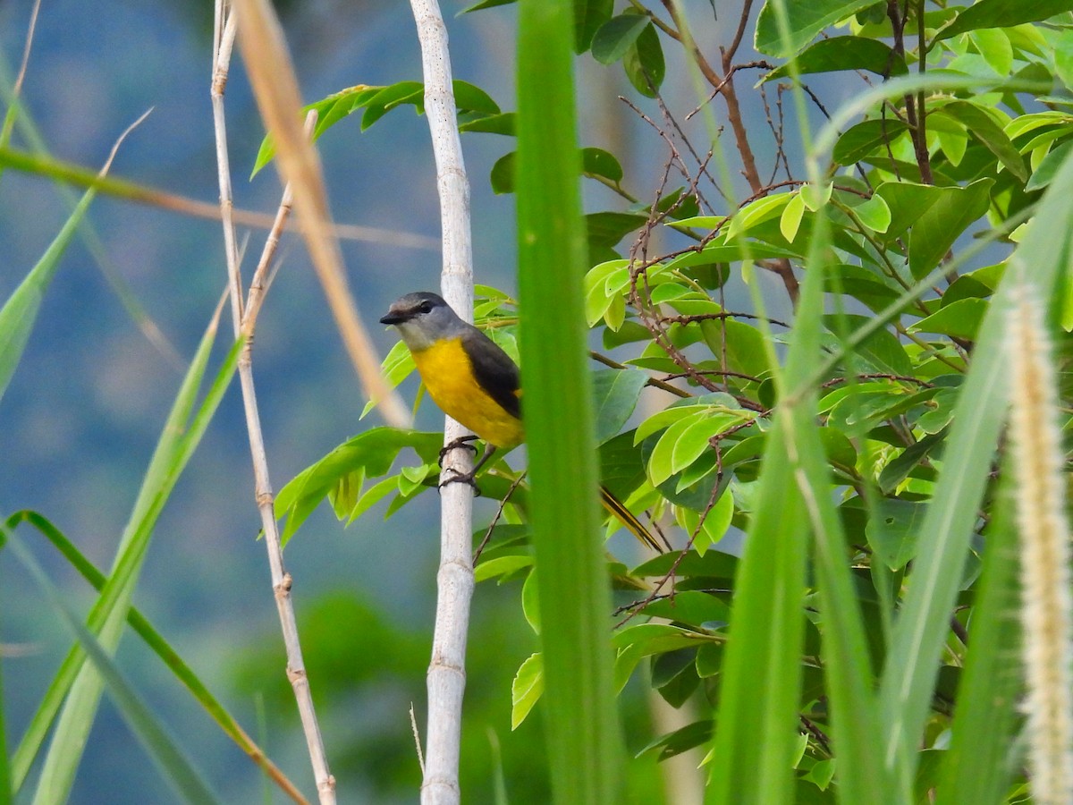 灰喉山椒鳥 - ML620307199