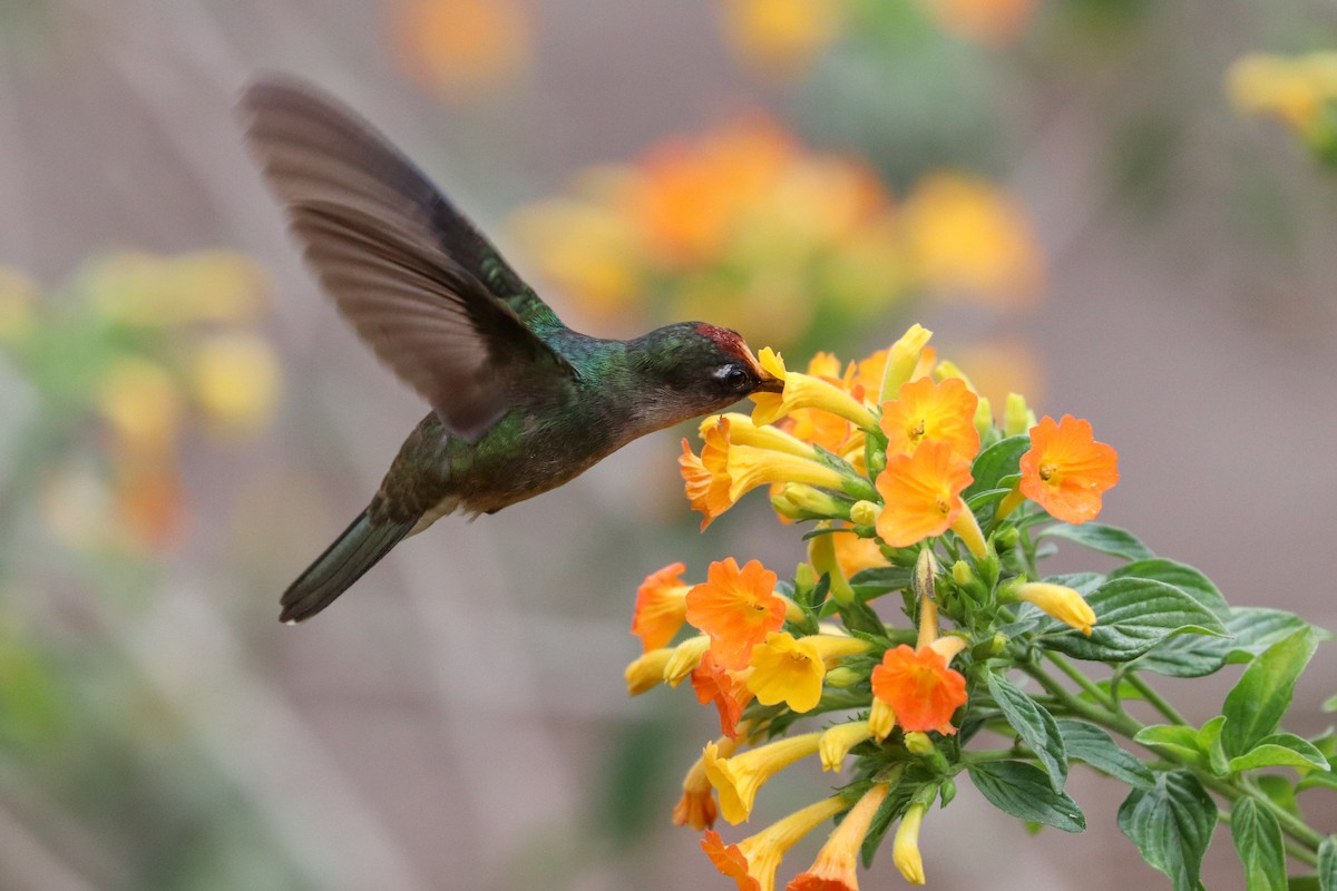 Colibrí Florido de Tolima - ML620307200