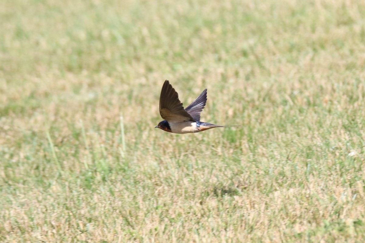 Barn Swallow - ML620307201