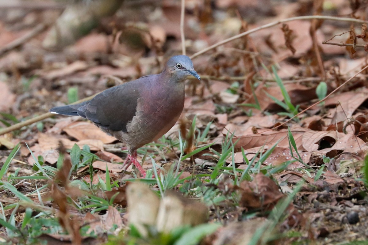 Tolima Dove - ML620307204