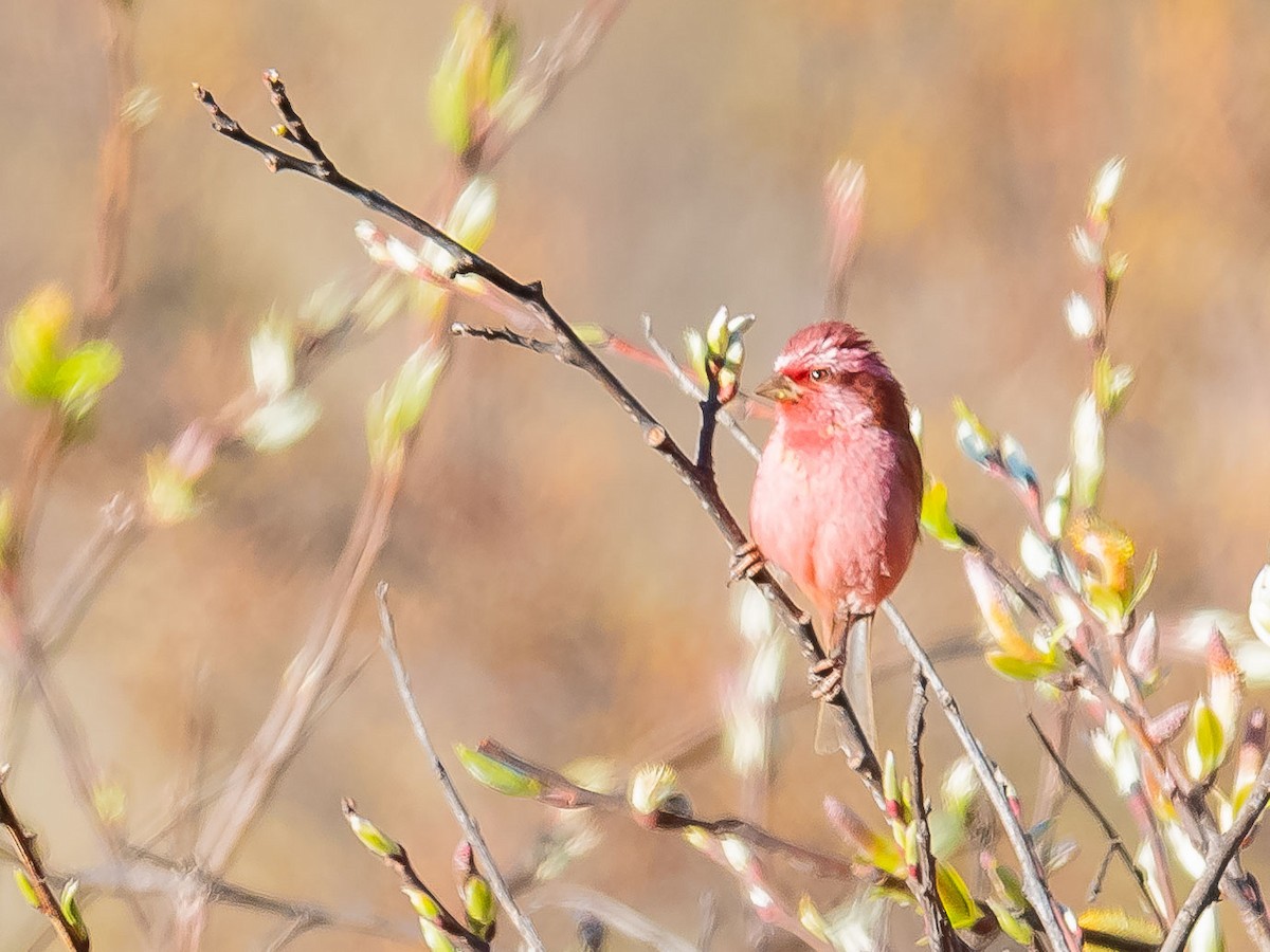 Pink-browed Rosefinch - ML620307205