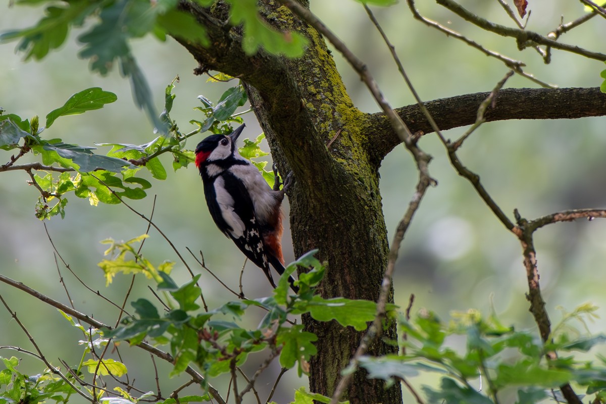 Great Spotted Woodpecker - ML620307208