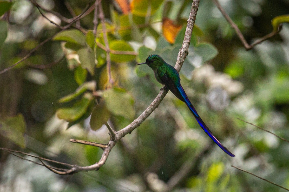 Long-tailed Sylph - ML620307209