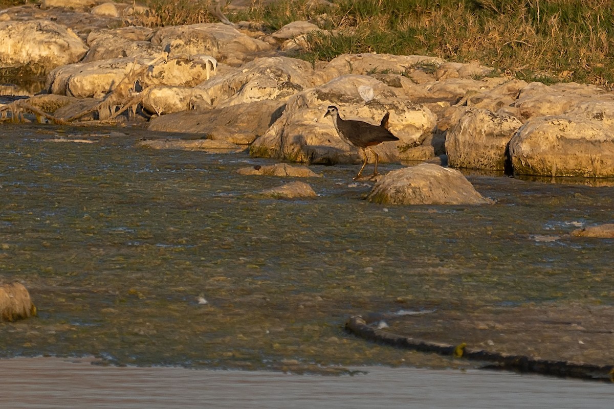 White-breasted Waterhen - ML620307212