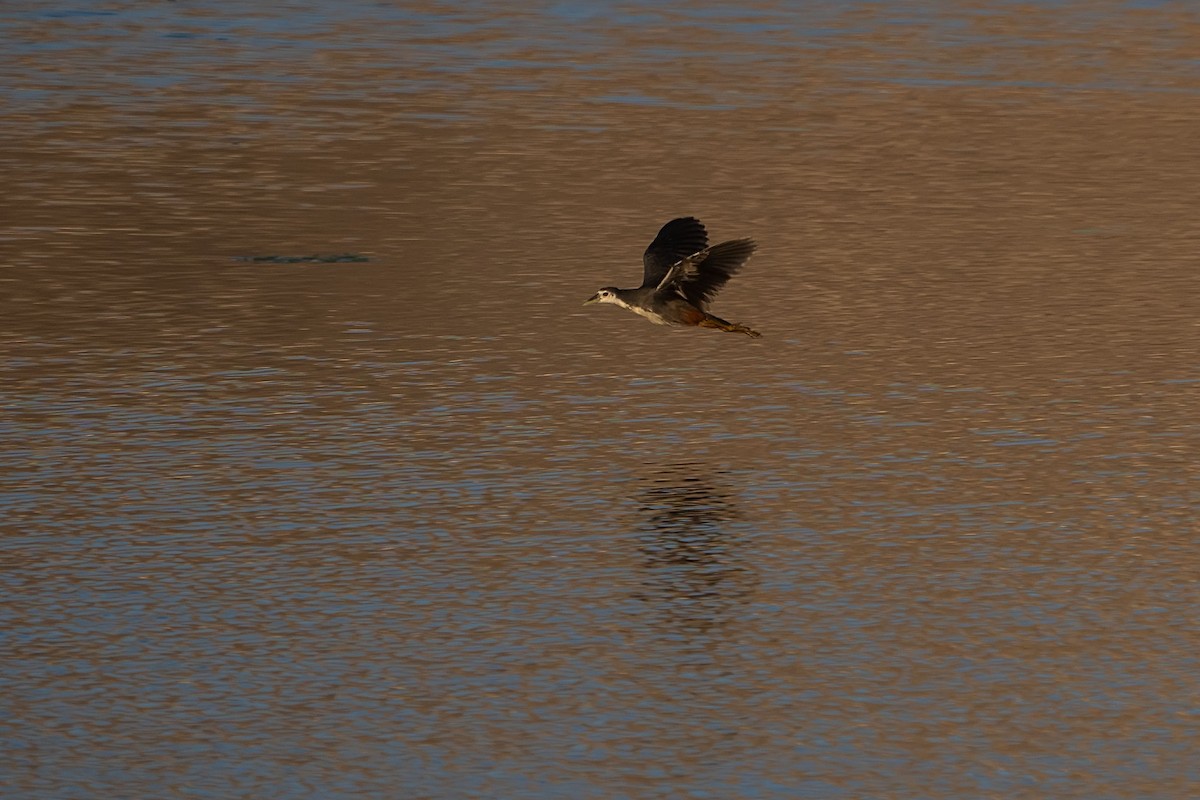 White-breasted Waterhen - ML620307213