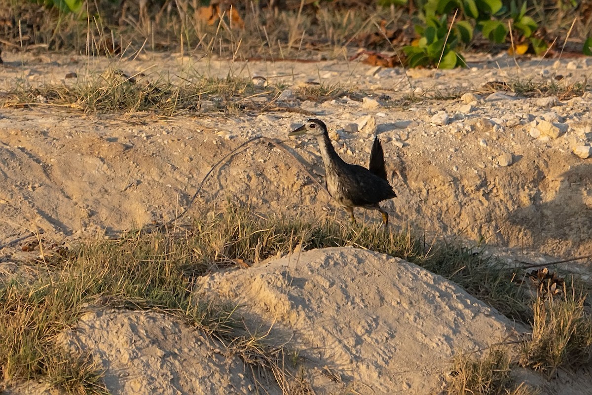 White-breasted Waterhen - ML620307214